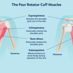 Cesar has weak rotator cuff muscles