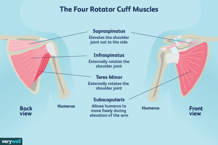 Cesar has weak rotator cuff muscles