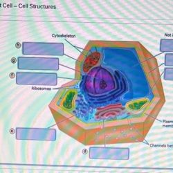 Proteins movement trace endomembrane system through structures review cell animal tour bioflix activity chegg flowchart onto labels drag solved finish