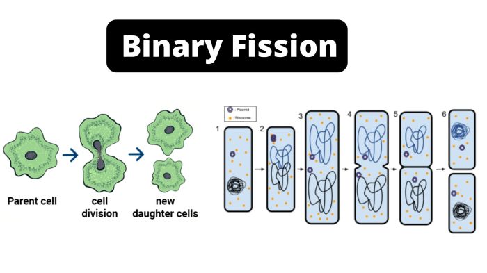 Binary fission cell bacteria division reproduction bacterial biology reproduce life coli stages budding fusion diagram process cycle c8 organisms cells