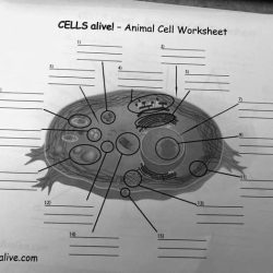 Cellsalive.com animal cell worksheet answers