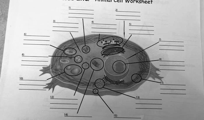 Cellsalive.com animal cell worksheet answers