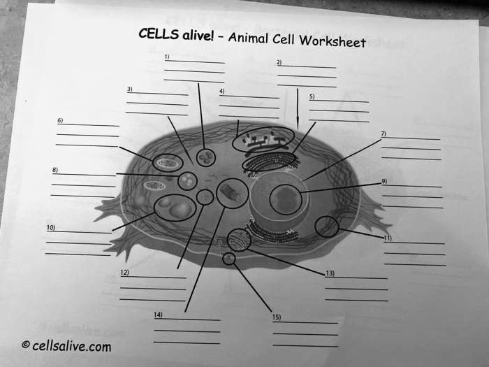 Cellsalive.com animal cell worksheet answers