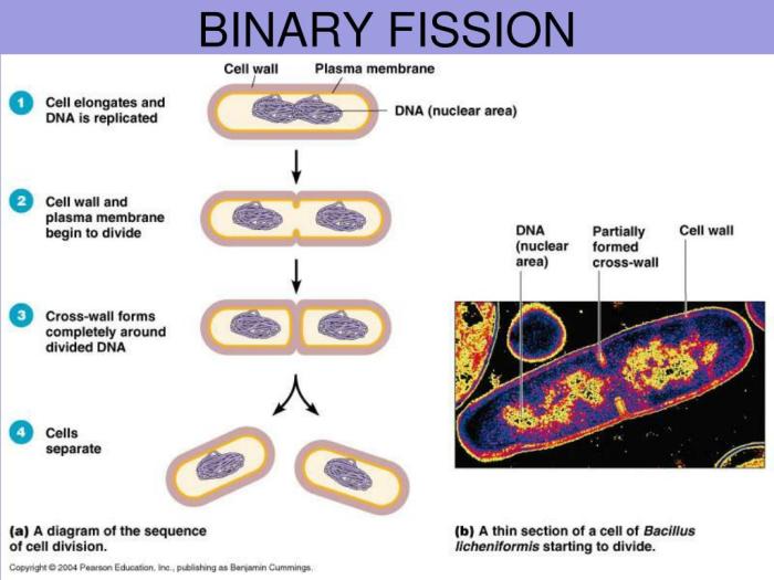 Binary fission chromosomes prokaryotes